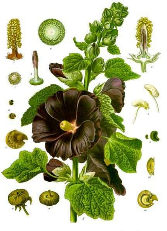 rosea Alcea